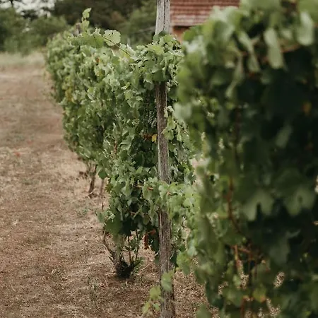 Casa vacanze Terrazzo House